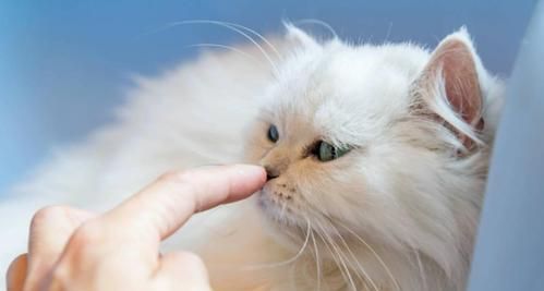 小猫自我清洁之道（探秘小猫老舔自己的毛的好处）