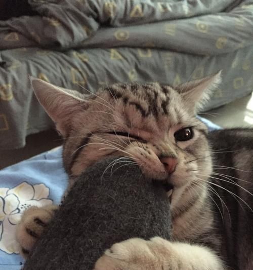 小猫自我清洁之道（探秘小猫老舔自己的毛的好处）