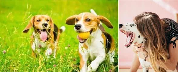 狗狗身上出现异味怎么办?有经验的铲屎官都这样做