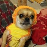 小可爱