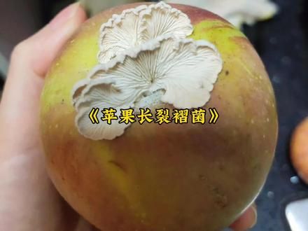 看来有生之年还能吃到苹果味的菌子#菌子 #稀有 #离谱