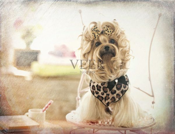 约克郡犬狗日在水疗宠物美容沙龙照片摄影图片