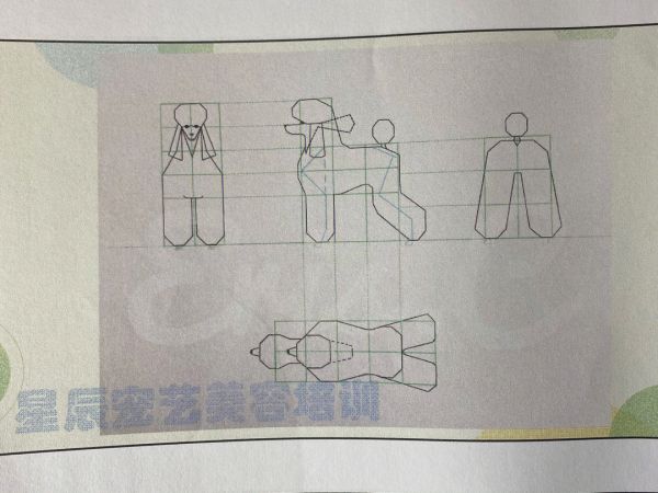 零基础学宠物美容最值得美容师收藏的图04