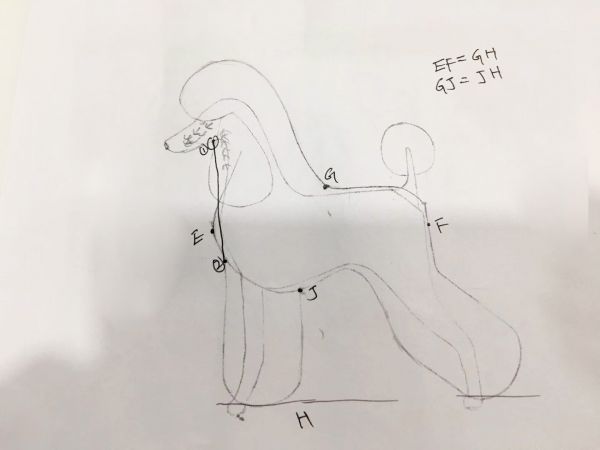 贵宾犬能长多大
