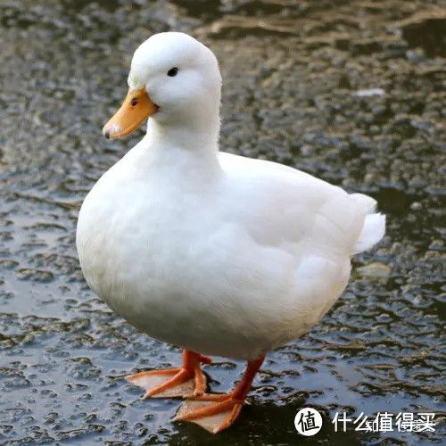 我可爱嘛?