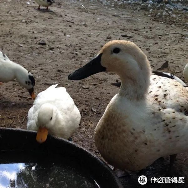 柯尔鸭VS普通鸭