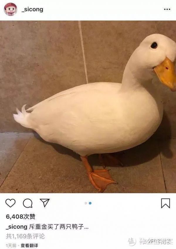 思聪的柯尔鸭