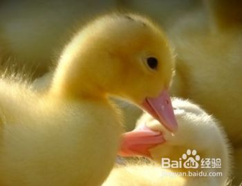 宠物鸭怎么养不脏？