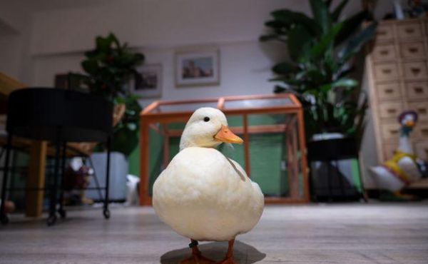 宠物鸭如何饲养和喂养