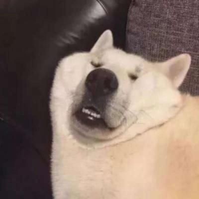 国外的宠物名字大全