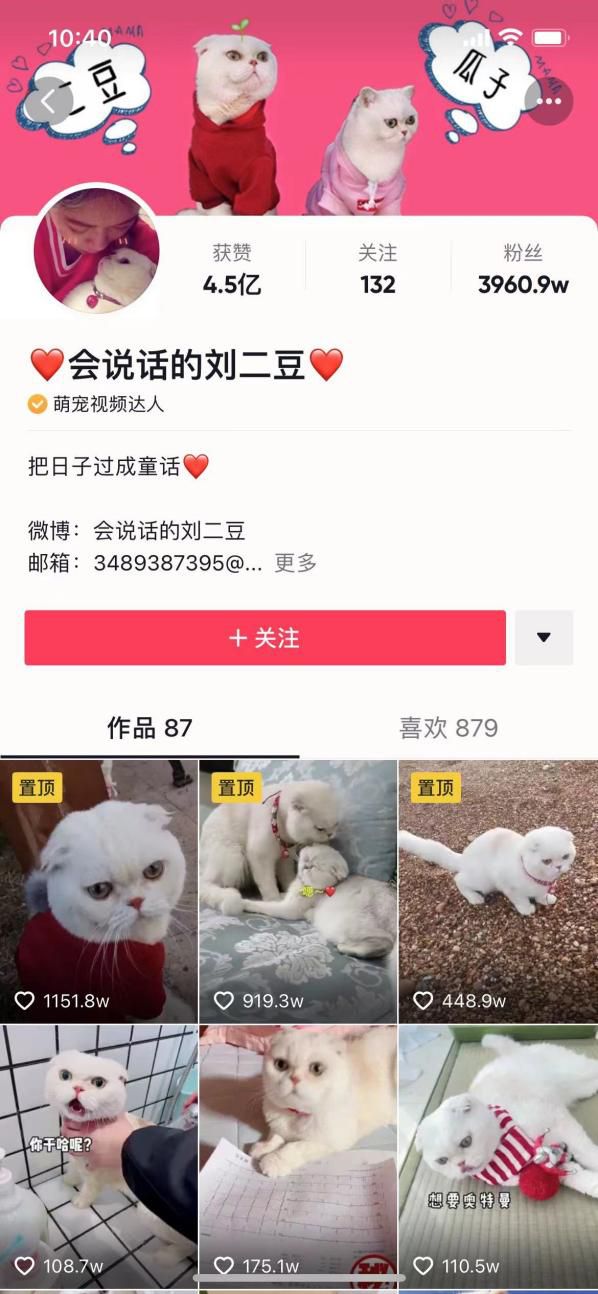 宠物经济大热，品牌应该如何借势做营销？