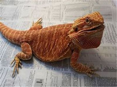 鬃狮蜥寿命