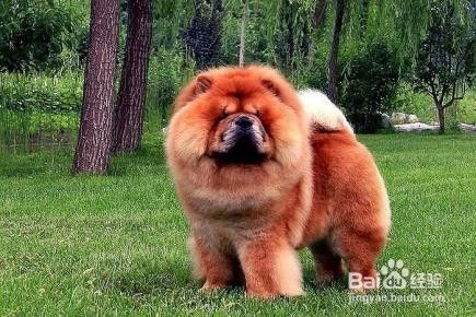 松狮犬怎么看纯不纯