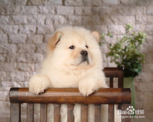 松狮犬怎么看纯不纯