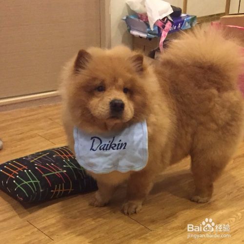 松狮犬怎么看纯不纯