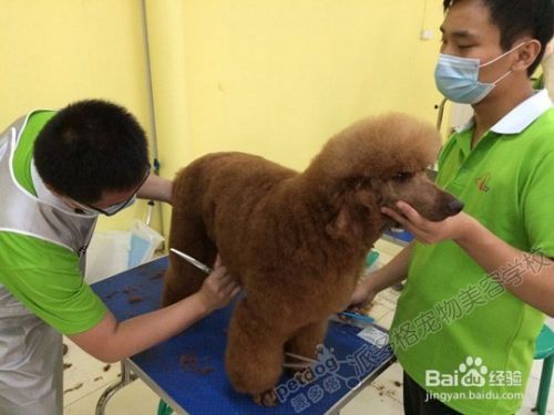 松狮犬怎么看纯不纯