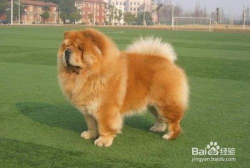 松狮犬怎么看纯不纯