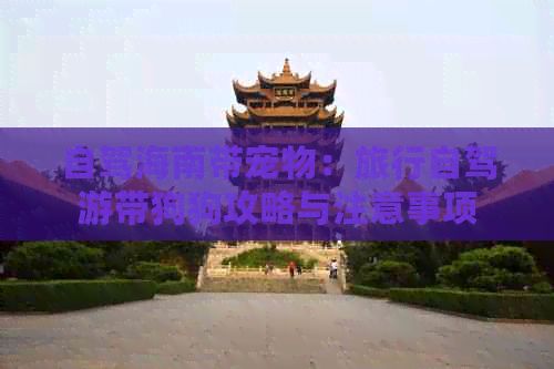 自驾海南带宠物：旅行自驾游带狗狗攻略与注意事项