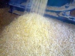 如何做好火燕鸟饲料