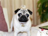 八哥犬眼球摘除术