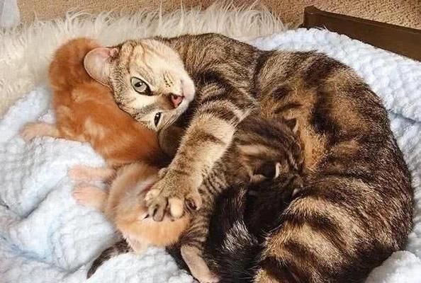 猫妈妈叼走小猫咪，背后隐含的宠物教育