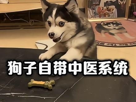 终于知道为什么农村的狗子不生病了！#狗子 #搞笑