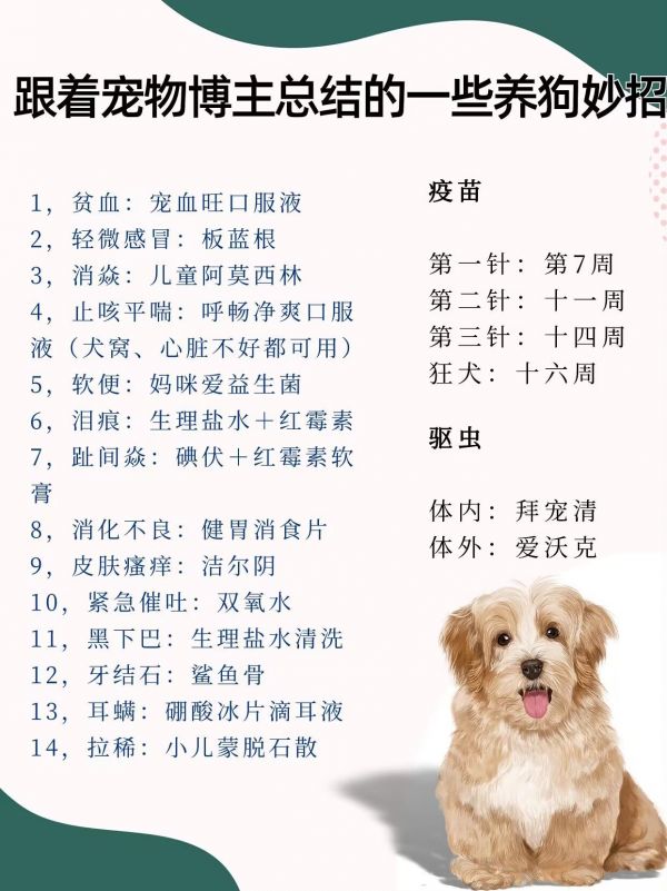 跟着宠物博主总结的一些养狗妙招 #狗狗#新手养狗#养狗经验分享