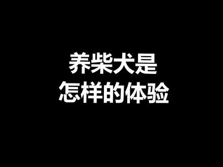 柴犬又倔又反骨，但养过的人都推荐 ！#柴犬 #宠物知识 #狗狗日常 #萌宠出道计划