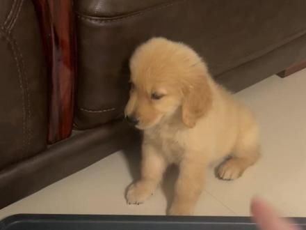 狗狗乱拉乱尿怎么办#金毛 #小鸡毛#定点大小便 #幼犬#第一次养狗