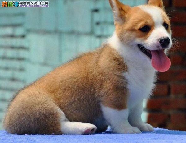 给狗狗喂食的学问