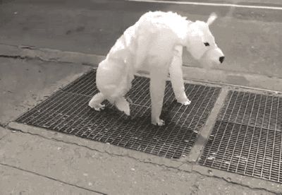 养狗手册：狗狗的八大坏习惯，一定要改掉！