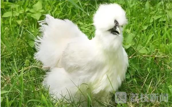 妇女之友——白凤乌鸡不解释，还有最“有钱”的鸡。元宝鸡——鸡冠和尾巴长得像元宝，快来讨个好彩头!