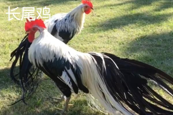 中国观赏鸡品种介绍，有些观赏鸡还可以食用