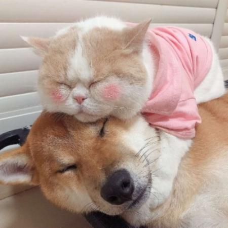猫狗头像图片大全可爱 猫猫狗狗头像图片大全2022