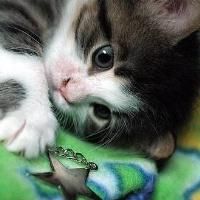 可爱小猫咪头像 最新可爱小猫咪头像图片大全