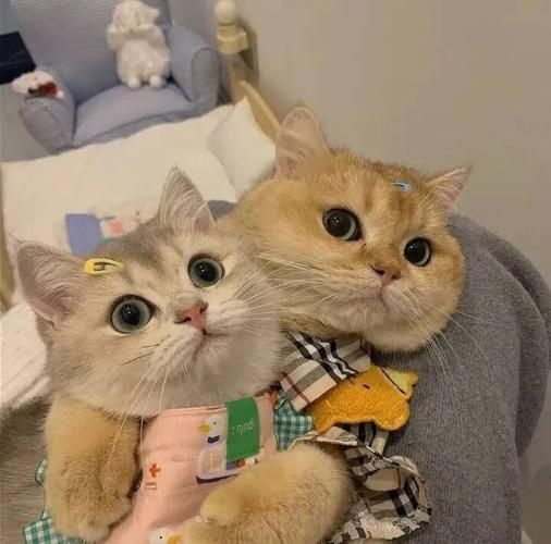 可爱的猫猫头像 可爱的猫咪头像微信图片