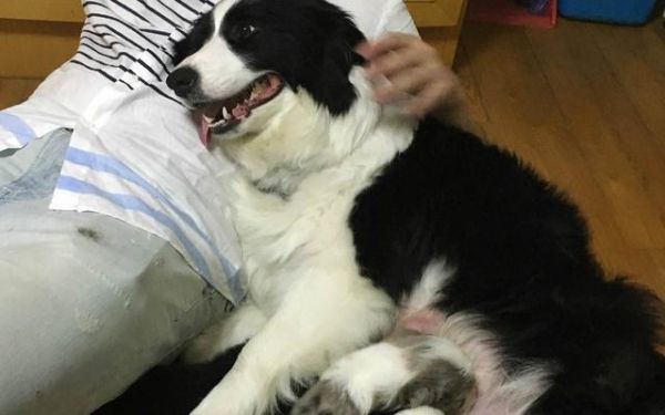 如何识别和缓解狗的压力，为您的狗狗健康务必了解！！