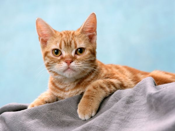 欧美高清晰动物-宠物猫狗摄影图---酷图编号4