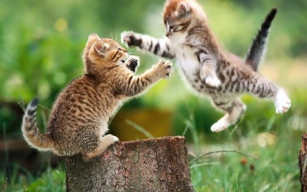 欧美高清晰动物-宠物猫狗摄影图---酷图编号5
