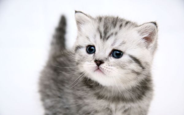 欧美高清晰动物-宠物猫狗摄影图---酷图编号11