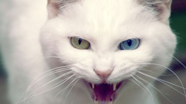 欧美高清晰动物-宠物猫狗摄影图---酷图编号12
