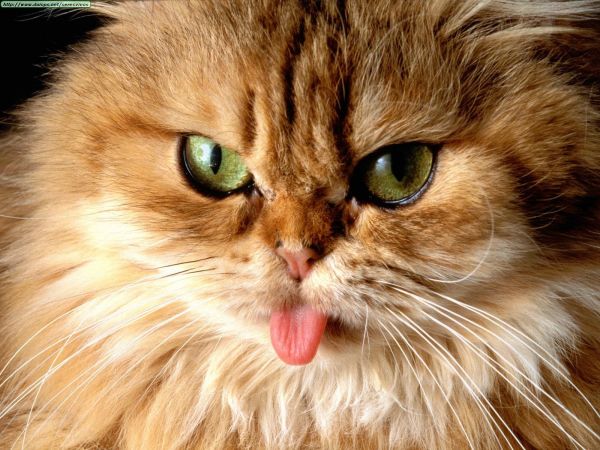 欧美高清晰动物-宠物猫狗摄影图---酷图编号13