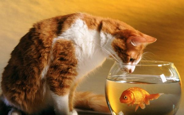 欧美高清晰动物-宠物猫狗摄影图---酷图编号14