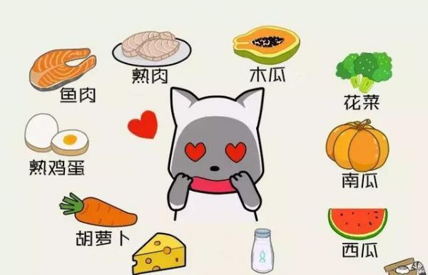 猫咪调教丨除了专业猫食，猫咪还可以吃这些人类食物~