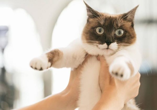 如何科学的训练猫咪坐下,拥有听话的乖乖猫!
