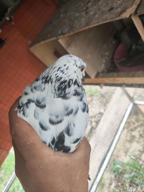 盐城花鸟鱼虫·家养小鸽子，有喜欢的联系价格好说，