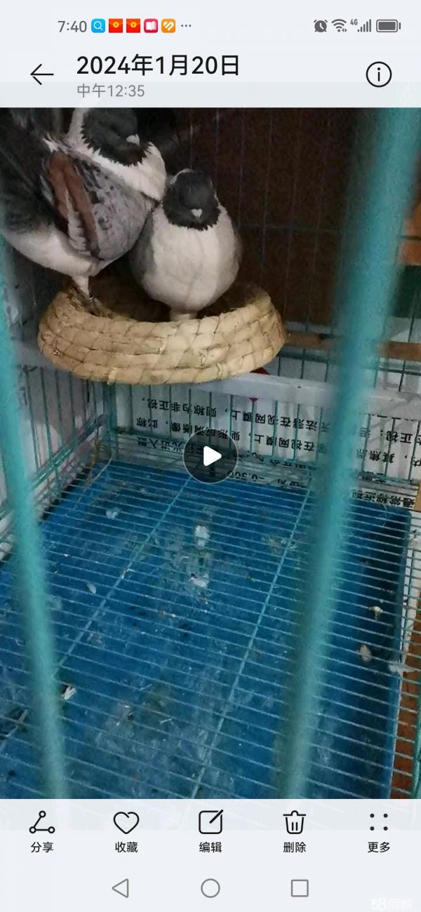 盐城花鸟鱼虫·摩登火烧云抱窝中，市区可免费送货