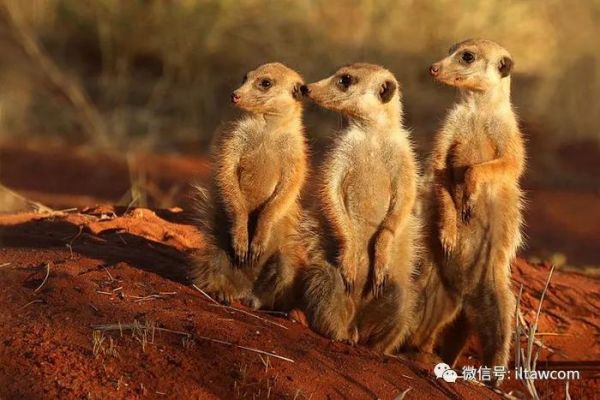 动物之间怎样交流呢？不仅仅只是依靠叫声、气味、动作...