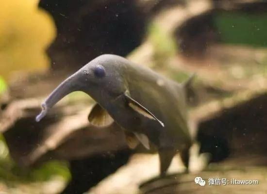 动物之间怎样交流呢？不仅仅只是依靠叫声、气味、动作...
