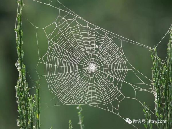 动物之间怎样交流呢？不仅仅只是依靠叫声、气味、动作...